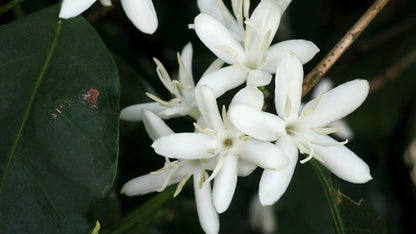 MEXICO OAXACA PLUMA SANTA CRUZ OZOLOTEPEC