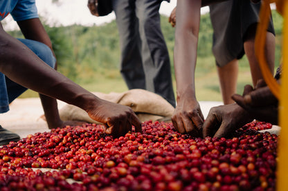 BURUNDI KAYANZA NINGA BUMBA ANAEROBIC HONEY