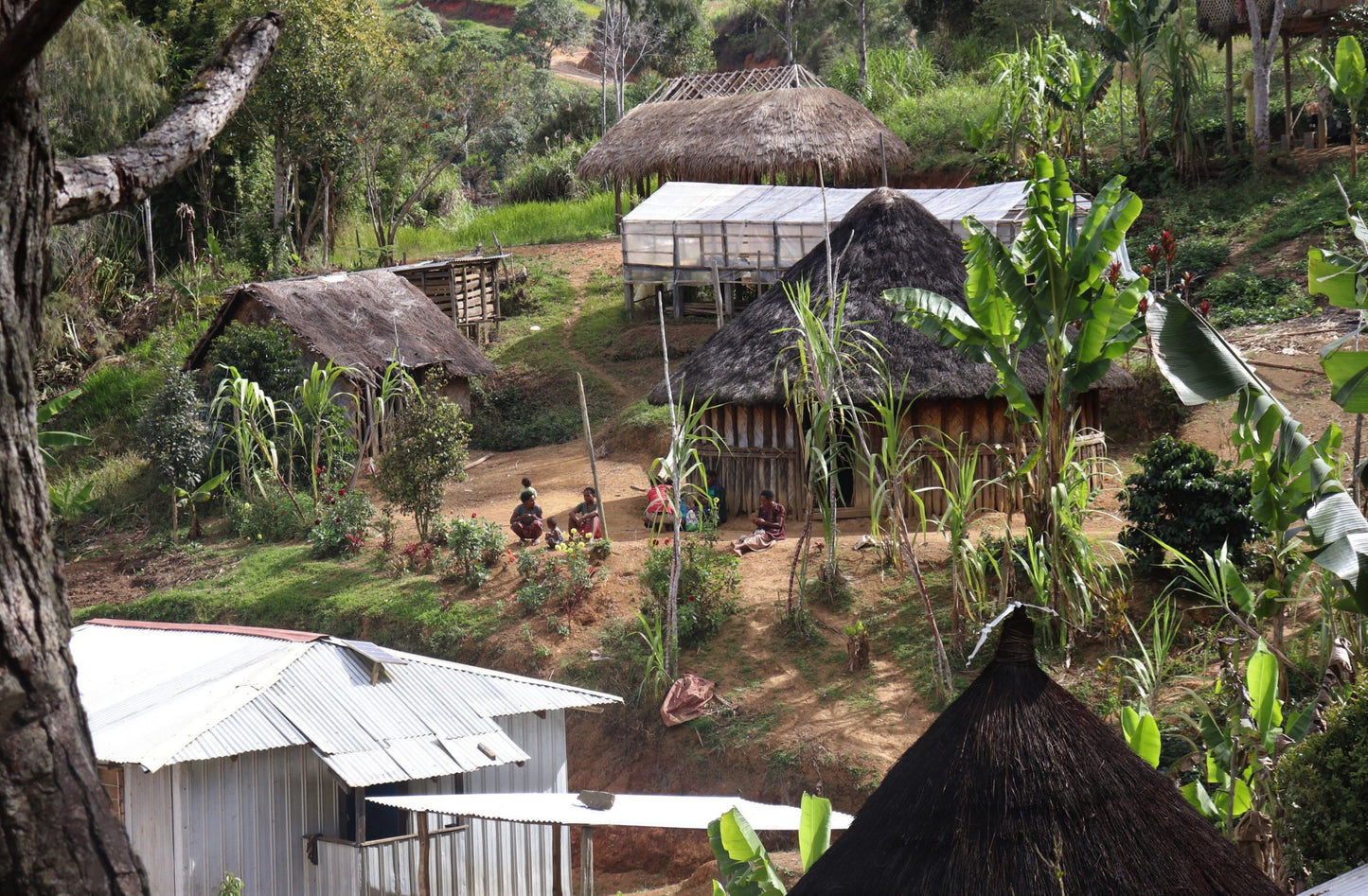 PAPUA NEW GUINEA JIWAKA ARUFA NATURAL