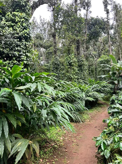 INDIA TAMIL NADU POOBALANG KODAIKANAL ESTATE AA