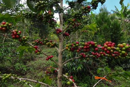 PAPUA NEW GUINEA JIWAKA ARUFA NATURAL