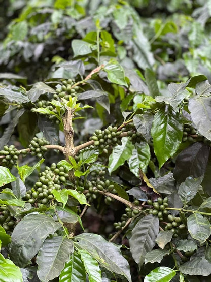 INDIA TAMIL NADU POOBALANG KODAIKANAL ESTATE AA