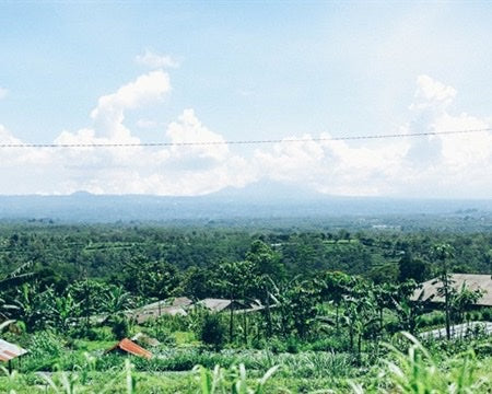 BALI ORGANIC RFA KINTAMANI NATURAL