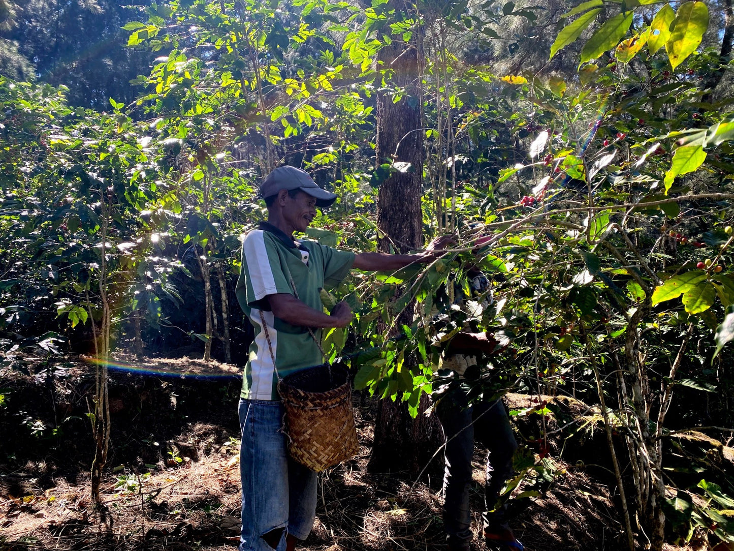 TIMOR LESTE ORGANIC ERMERA LACAU