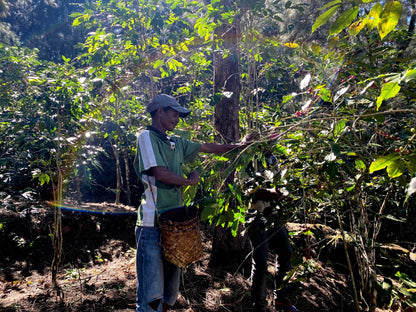 TIMOR LESTE ORGANIC ERMERA LACAU