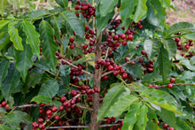 Load image into Gallery viewer, DECAF KOMODO ORGANIC ROYAL SELECT SWISS WATER PROCESS
