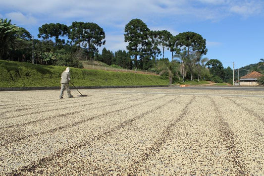 BRAZIL FT FAZENDA RAINHA