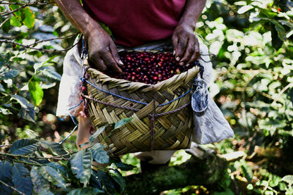 NICARAGUA ORGANIC FINCA EL PASTORAL HONEY