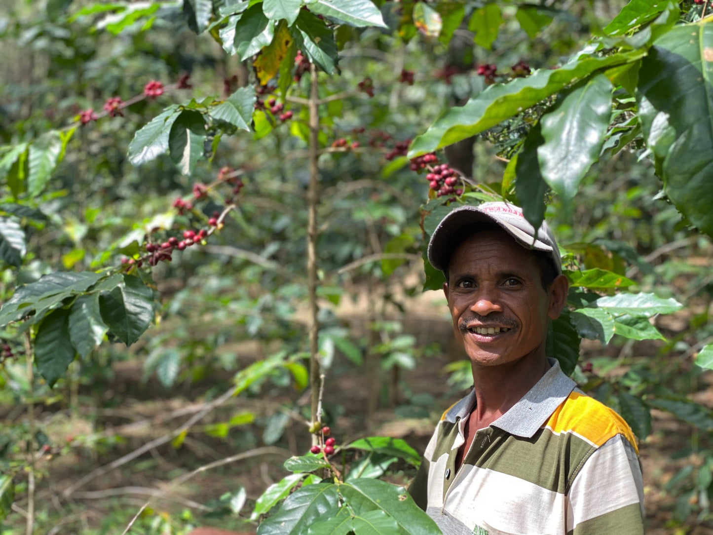 TIMOR LESTE ORGANIC ERMERA LACAU