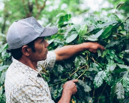 BALI ORGANIC RFA KINTAMANI NATURAL