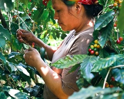 EL SALVADOR CERRO LAS RANAS HONEY