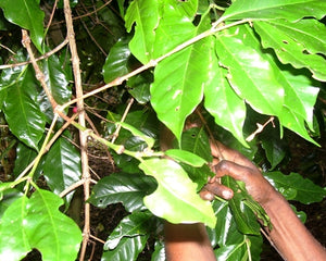 Papua New Guinea Organic Siane Chimbu A/X
