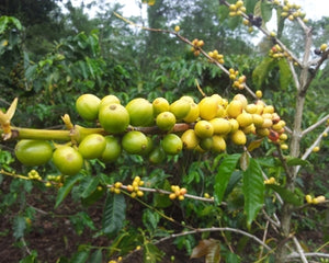 Papua New Guinea Organic Siane Chimbu A/X