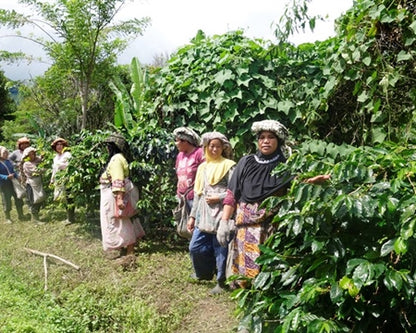 SUMATRA FTO TAKENGON RATU KETIARA WOMEN'S COOP GAYO MANDHELING