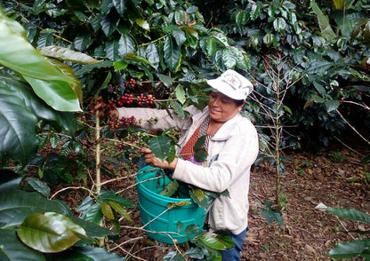 PERU FTO CAFE DE MUJER APROCCURMA