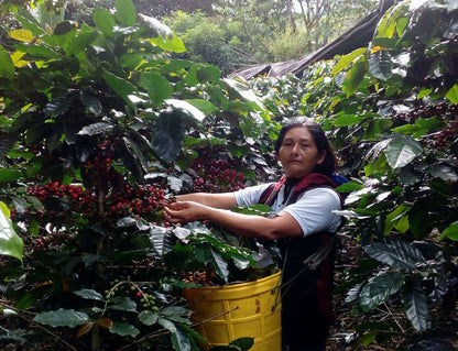 PERU FTO CAFE DE MUJER APROCCURMA